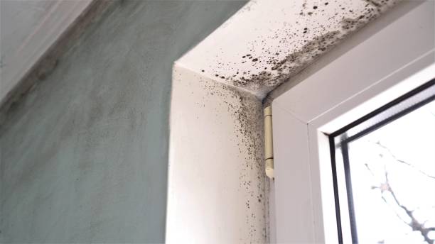 Best Kitchen Mold Remediation in Albemarle, NC
