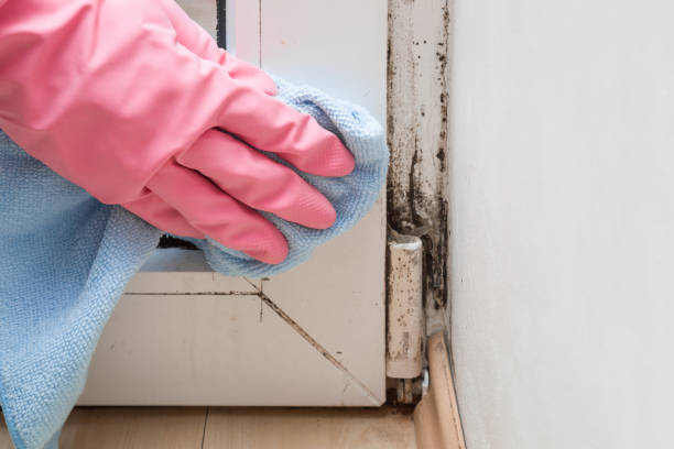 Best Insurance-Related Mold Remediation in Albemarle, NC