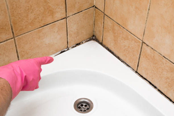 Best Residential Mold Remediation in Albemarle, NC